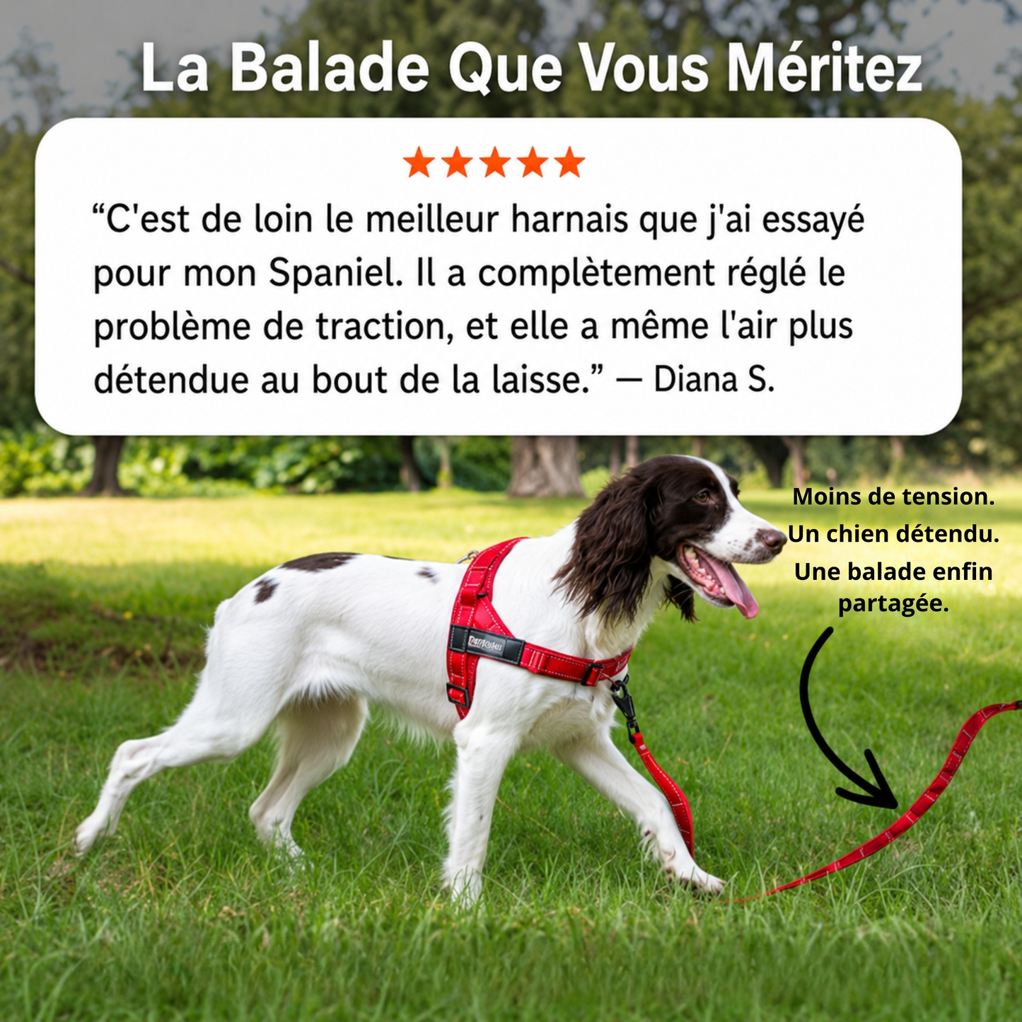 HARNAIS ANTI-TRACTION POUR CHIEN