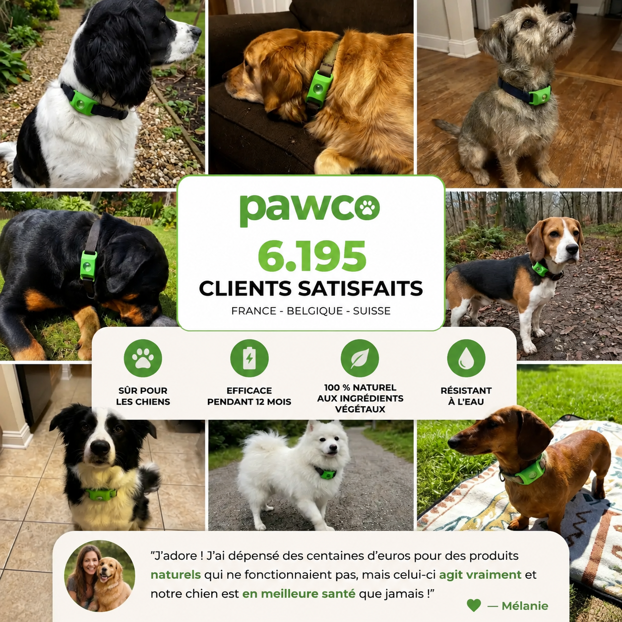 Pendentif Pawco™ - 12 mois de protection naturelle contre les puces, les tiques et les parasites